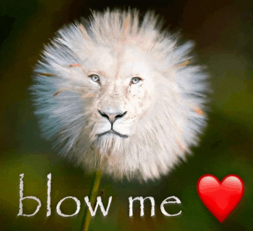 a picture of a lion blowing a dandelion with the words blow me written on it