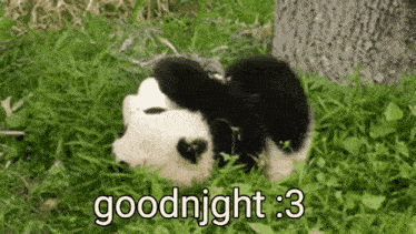 a panda bear is laying in the grass with the words `` goodnight : 3 '' written on it .