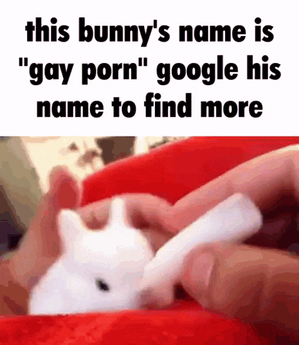 a person is holding a small white bunny with the caption this bunny 's name is " gay porn "