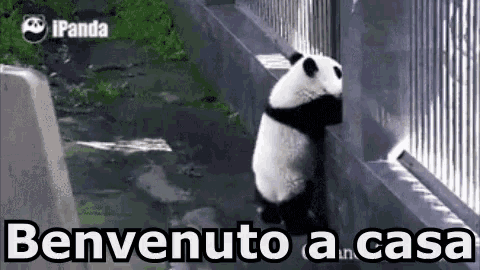 Benvenuto Benvenuto A Casa Panda Porta Aprire Prego Passare GIF - Welcome Welcome Home Panda GIFs