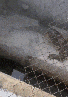 a chain link fence surrounds a body of water with a bird behind it