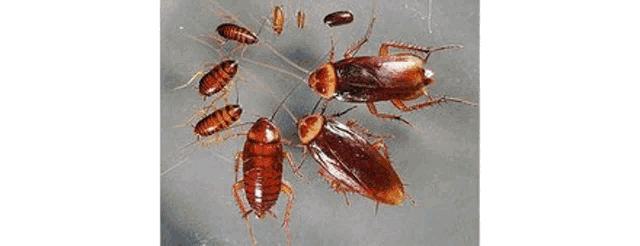a bunch of different types of bugs in red circles on a white background