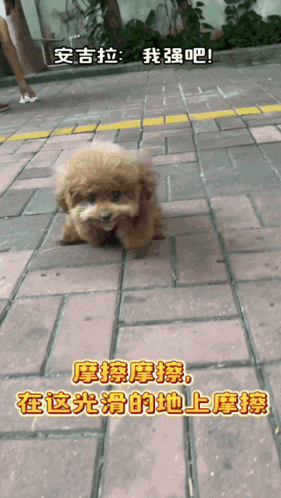 a small brown dog is walking on a brick sidewalk with chinese writing