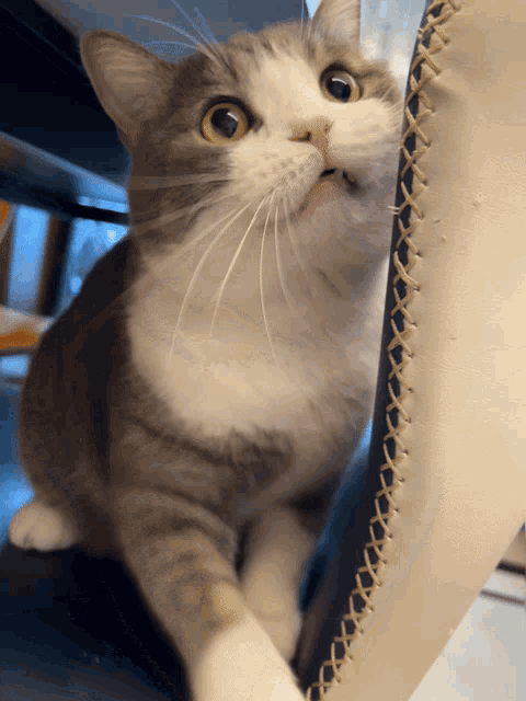 a cat with a surprised look on its face looks up at the camera