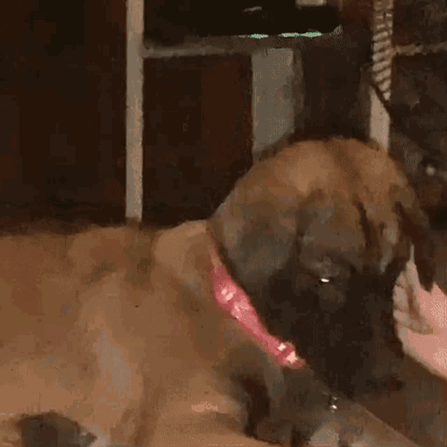 a dog wearing a pink collar is laying on the floor being petted by a person .