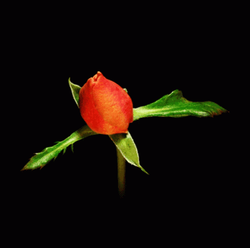 Red Rose Beautiful GIF - Red Rose Beautiful Romantic GIFs