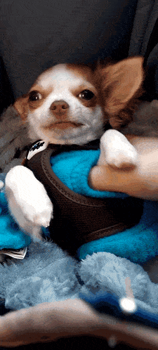 Chihuahua Dog GIF - Chihuahua Dog Attck GIFs