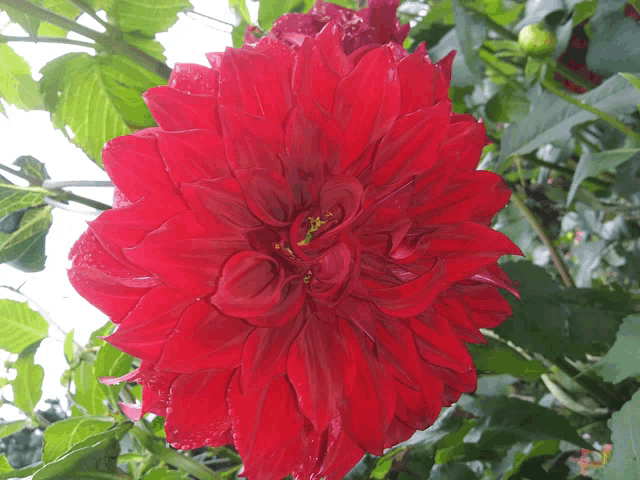 a large red flower with a yellow center is surrounded by green leaves