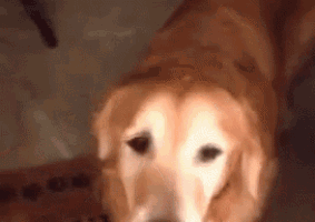 a close up of a dog laying on its back on a couch .