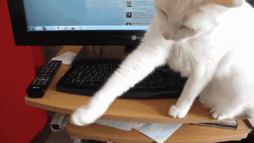 Internet Police! GIF - Cat Computer Stop GIFs