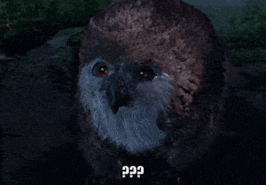 a close up of an owl with a beard and a question mark above it