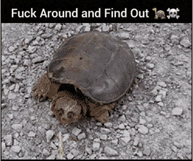 Fuck Around Find Out GIF - Fuck Around Find Out Turtlnonymous GIFs