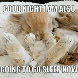 Good Night Bunny GIF - Good Night Bunny I Am Going To Go Sleep Now GIFs