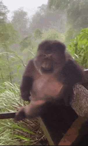 a monkey is sitting on a ledge in the woods
