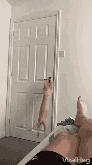 Cat Opening Door Leaving GIF - Cat Opening Door Leaving Im Out GIFs
