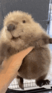 Beaver Holding GIF - Beaver Holding Me When I Get You GIFs