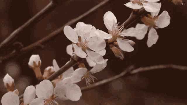 a close up of a tree branch with white flowers on it