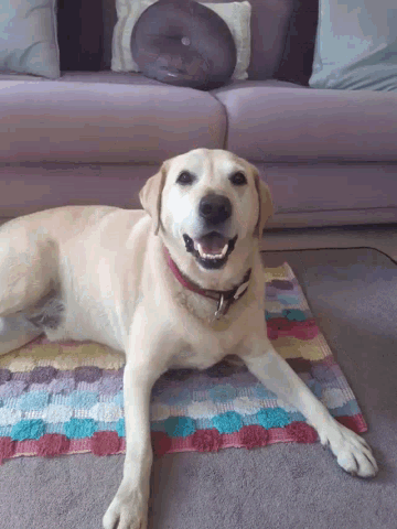a dog laying on a colorful rug on the floor