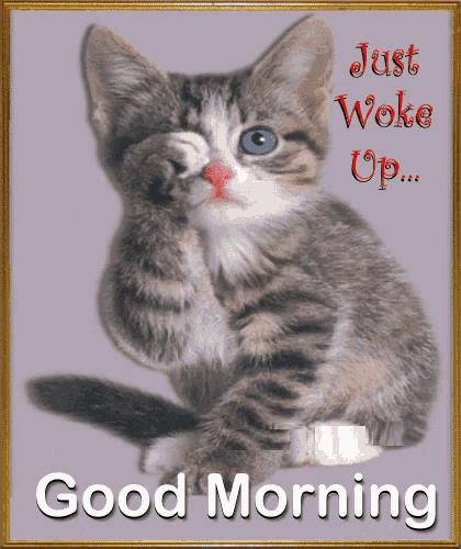 a picture of a kitten that says just woke up