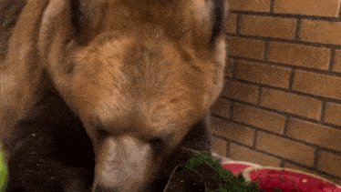 a brown bear is eating watermelon and other fruits