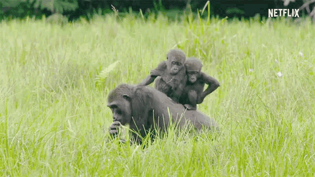 Gorilla Family GIF - Gorilla Family Together GIFs