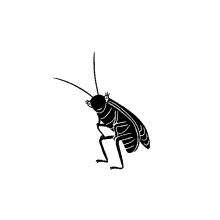 a black and white drawing of a cockroach standing on its hind legs on a white background .