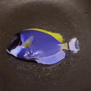 a blue fish with a yellow tail is swimming in a pan of water .