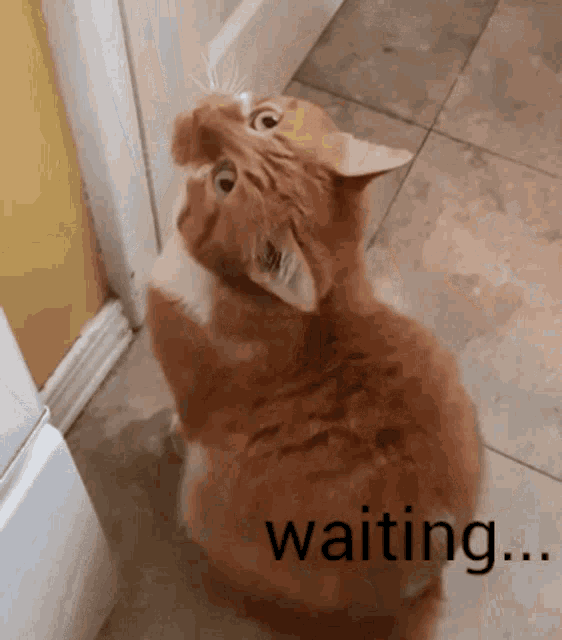 Orange Little Cat GIF - Orange Little Cat Waiting GIFs