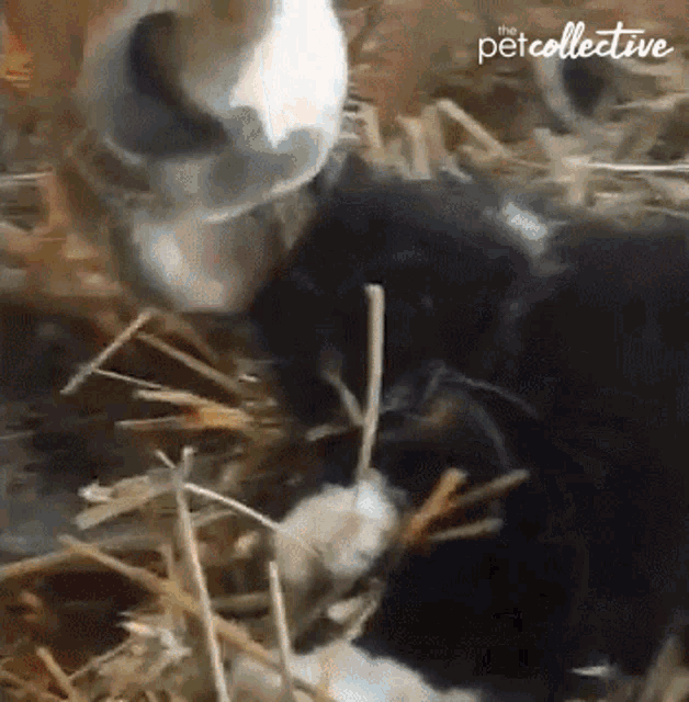 Licking The Pet Collective GIF - Licking The Pet Collective Cat GIFs