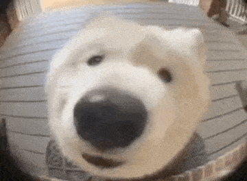 a polar bear is looking at the camera while sitting on a wooden deck .