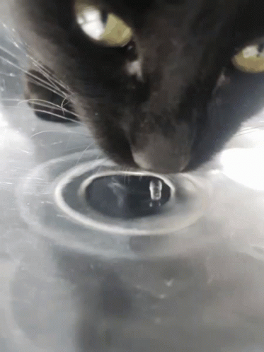 Cat Thirsty GIF - Cat Thirsty Slurp GIFs