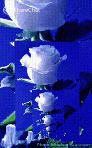 White Rose लालगुलाब GIF - White Rose लालगुलाब प्यार GIFs
