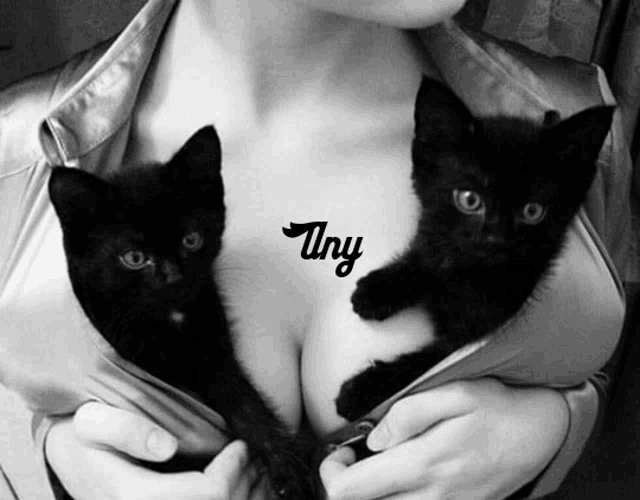 a woman holds two black kittens in her breasts with the word tiny written on her chest