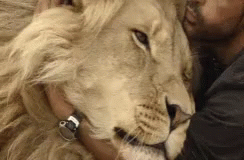Lion Man GIF - Lion Man Affection GIFs