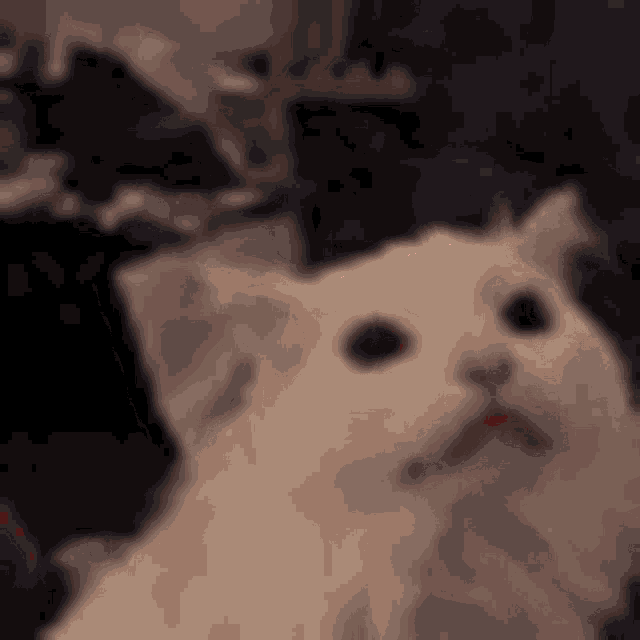 a white cat is sitting on a couch in a dark room and looking at the camera .