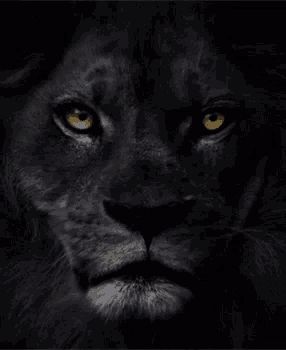 a close up of a black lion with yellow eyes in the dark