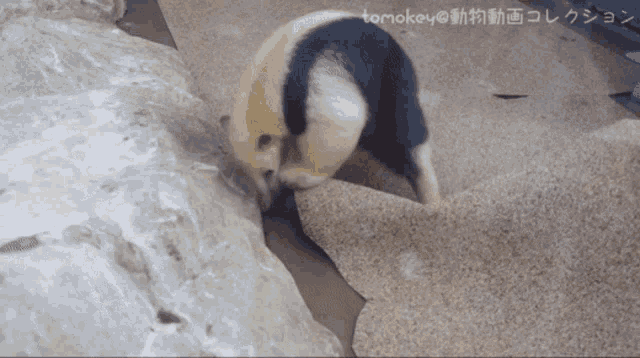 a black and white animal is crawling on a carpet with tomokey in the corner