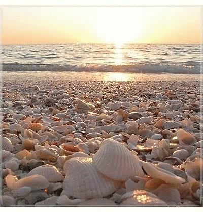 Shell Shells GIF - Shell Shells Seashell GIFs
