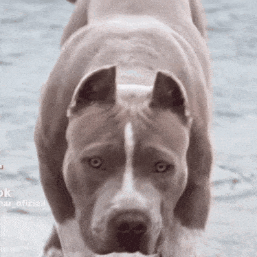 a close up of a dog 's face with the words " official " on the bottom right