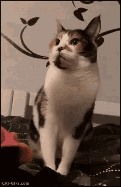 Flip Off Cat Angry Cat GIF - Flip Off Cat Angry Cat GIFs
