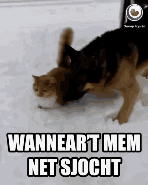 a dog and a cat are playing in the snow with the words wanneart mem net sjocht below them