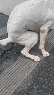 a white dog is kneeling down on a tiled floor