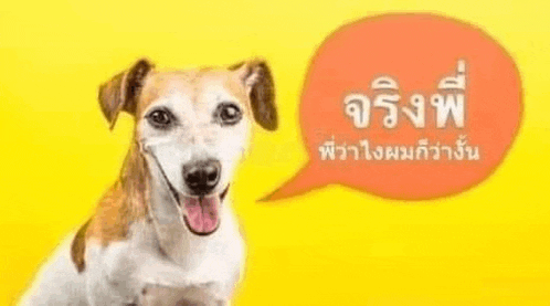 a brown and white dog is sitting next to a speech bubble on a yellow background .