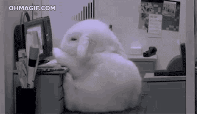 Sleeping Bunny Office Bunny GIF