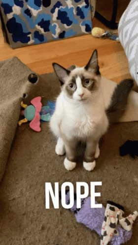 Nope Cat GIF - Nope Cat Funny GIFs