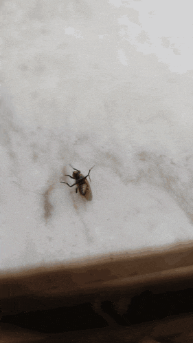 a fly is sitting on a white surface