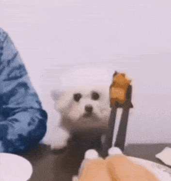 a small white dog is sitting on a table next to a person holding tongs .