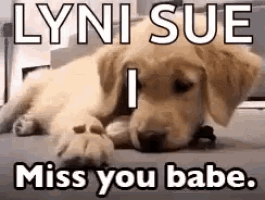 a puppy is laying on the floor with the words `` lynn sue i miss you babe '' .