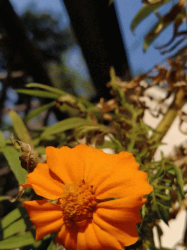 Sunflower Dead GIF - Sunflower Flower Dead GIFs