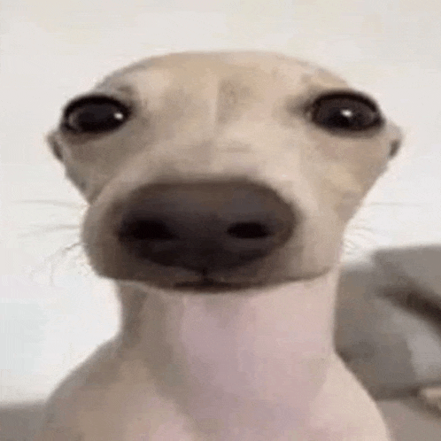 a close up of a dog 's face with a very long neck .
